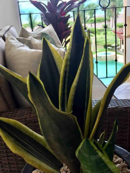 Front Boutique In - No Last-minute Check-ins Apartment Jaco